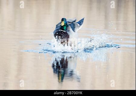 Drake Mallard Ente Landing auf Morgenteich Stockfoto