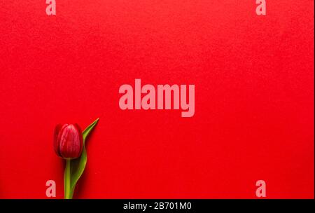 Schöne, reife Tulpen. Frische Blumen. Rote Kronblätter. Niederländischer Anbau. Isoliert vom Hintergrund. Ein romantisches Geschenk. Atmen Sie den Frühling. Ende des Winters. Spri Stockfoto