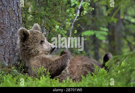 Cub des braunen Bären, der mit seinen Pfoten auf dem Rücken liegt, die im grünen Gras im Sommerwald aufgezogen sind. Grüner Kiefernwald natürlicher Hintergrund, Scientific na Stockfoto