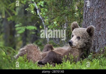 Cub des braunen Bären, der mit seinen Pfoten auf dem Rücken liegt, die im grünen Gras im Sommerwald aufgezogen sind. Grüner Kiefernwald natürlicher Hintergrund, Scientific na Stockfoto