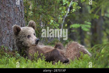 Cub des braunen Bären, der mit seinen Pfoten auf dem Rücken liegt, die im grünen Gras im Sommerwald aufgezogen sind. Grüner Kiefernwald natürlicher Hintergrund, Scientific na Stockfoto