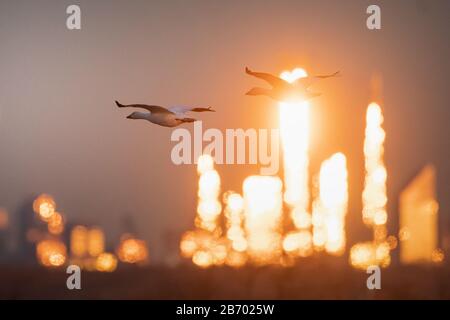 Schneeggänse fliegen vor der Skyline von New York City bei Sonnenaufgang Stockfoto