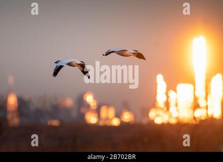 Schneeggänse fliegen vor der Skyline von New York City bei Sonnenaufgang Stockfoto