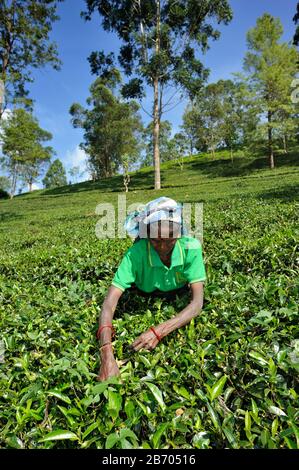 Sri Lanka, Nuwara Eliya, Teeplantage, Tamil-Frau, die Teeblätter pflückt Stockfoto