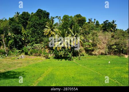 Sri Lanka, Central Province, Kandy, Reisfeld und Palmen Stockfoto