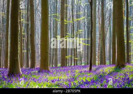 Belgien, Flandern (Flandern), Halle. Bluebell Blumen (Hyacinthoides non-Scripta) Teppich Hartholz Buchenwald im zeitigen Frühjahr im Vordergrund Hallerbos Stockfoto