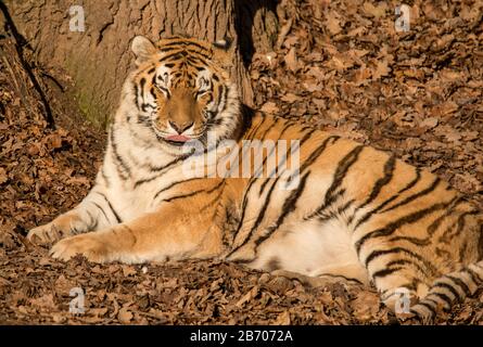 Sibirischer Tiger, der in Blättern in der Sonne mit Zunge im Zoo auf dem Boden liegt Stockfoto