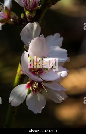 Weiße Mandelblüten, Prunus dulcis, im Morgenlicht im Frühjahr Stockfoto