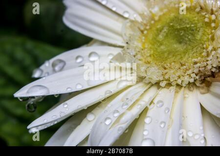 Wassertropfen, nach Regen, auf den Kronblättern einer weißen Baberton Daisy (Gerbera Jamesonii) Stockfoto