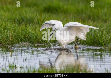 Kleiner Egret-Vogel (Egretta garzetta), der im Frühling in West Sussex, England, im Vereinigten Königreich Fische mit Fischen im Mund fängt. Kleine Egret Fütterung. Stockfoto