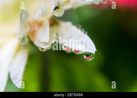 Tropfen auf die Kronblätter einer weißen Barberton Daisy, die eine rote Gänseblümchen in ihnen reflektiert Stockfoto