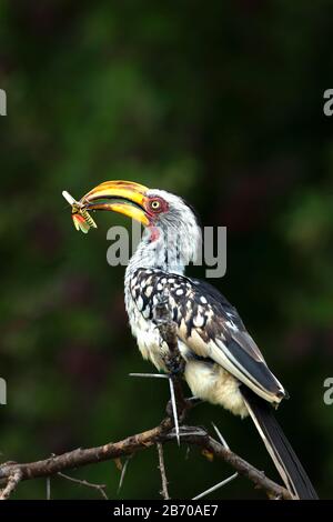 Südgelb-abgerechneter Hornbill mit Locust Prey im Kruger National Park, Südafrika Stockfoto