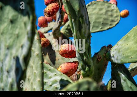 Kaktus mit Früchten auf Gran Canaria Stockfoto