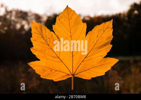 Ein Ahorn-Blatt im Sonnenlicht, ein schwimmendes Ahorn-Blatt, Wald im Hintergrund Stockfoto