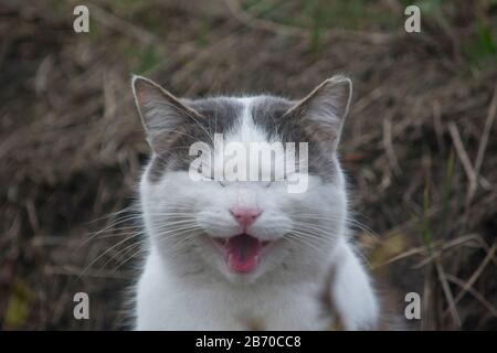 Portrait einer heimischen grauen und weißen Katze, die mit geöffnetem Mund lachen und die Augen geschlossen sind Stockfoto