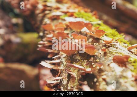 Viele kleine Pilze auf einem alten, mit Moos bedeckten Holzballen, ähnlich wie Schmetterlinge. Stockfoto