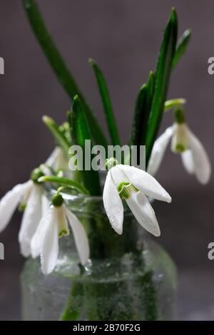 Blumenstrauß mit Schneefällen in einer Glasvase, Frühlings-Konzept. Stockfoto