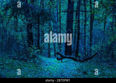 Umgefallener Baum hell erleuchtet im Nachtwald geheimnisvolle Wildwelt niemand rund um die aufregende Atmosphäre Stockfoto