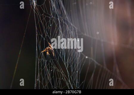 Winzige Spinne, die von ihrem Netz hängt. Makro für extreme Nahaufnahme. Stockfoto