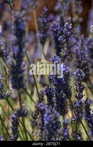 Schmetterlinge auf Lavendel in Südfrankreich Stockfoto