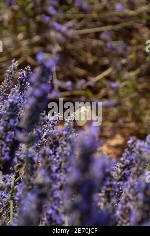 Schmetterlinge auf Lavendel in Südfrankreich Stockfoto