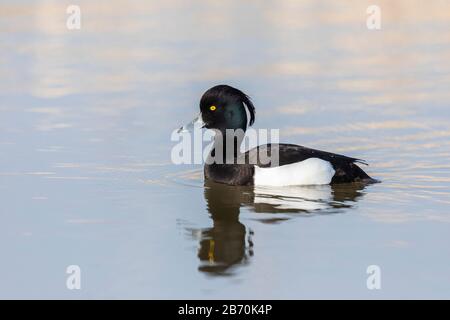 Tufted Duck (Aythya fuligula), Radipole Lake, Weymouth, Dorset, England Stockfoto