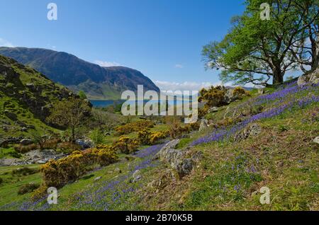 Bluebells in Rannerdale, Lake District, Cumbria, Englan, Großbritannien Stockfoto