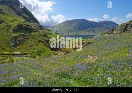 Bluebells in Rannerdale, Lake District, Cumbria, Englan, Großbritannien Stockfoto