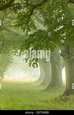 Buche (Fagus sylvatica) Avenue, Kingston Lacy, Wimborne, Dorset, England Stockfoto