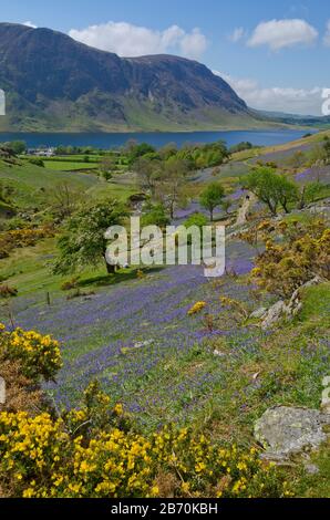 Bluebells in Rannerdale, Lake District, Cumbria, Englan, Großbritannien Stockfoto