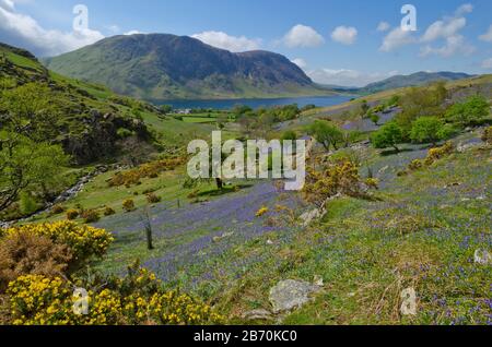 Bluebells in Rannerdale, Lake District, Cumbria, Englan, Großbritannien Stockfoto