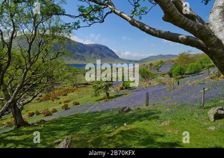 Bluebells in Rannerdale, Lake District, Cumbria, Englan, Großbritannien Stockfoto