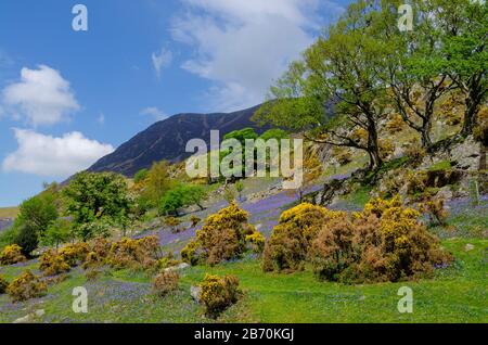 Bluebells in Rannerdale, Lake District, Cumbria, Englan, Großbritannien Stockfoto