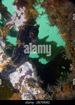 Nahaufnahme eines braun gefärbten Whites Seepferdchen, Meerpferd (Hippocampus Whitei), das sich am Haifischnetz von Watsons Bay Wasserpool anklammert Stockfoto
