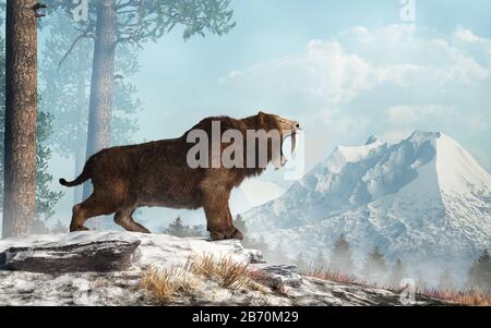 Eine Säbelzahnkatze steht auf einem verschneiten Hügel und brüllt in das Tal darunter. Smilodon Populator, die größte Katze überhaupt, lebte während der Pleistozän-Ära Stockfoto