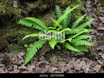 Gewöhnlicher Polypody-Farn Polypodium vulgare in feuchtem Wald - Somerset UK Stockfoto