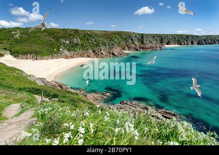 Möwen fliegen über Klippen am Porthcurno Beach, Cornwall, Großbritannien Stockfoto