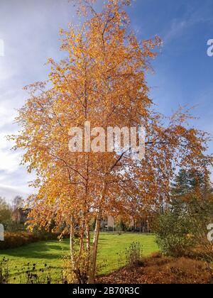 Birke mit wunderschönem goldenem Laub an einem sonnigen Tag im späten Herbst Stockfoto