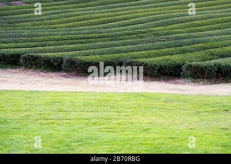 Reihen von Teebüschen im Grass Field auf Jeju-Insel, Südkorea. Stockfoto