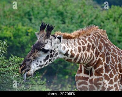 Weibliche Masai Giraffe (Giraffa camelopardalis tippelskirchi), die mit prähensiler Zunge auf stacheligen Akazien im Nairobi National Park, Kenia, Afrika grasen Stockfoto