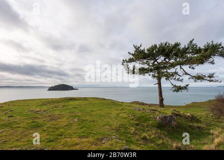 Landschaft von einem windgeblasenen Baum auf einem Grashügel mit Blick auf den Pazifischen Ozean bei Rosario Head auf Fidalgo Island im Staat Washington Stockfoto