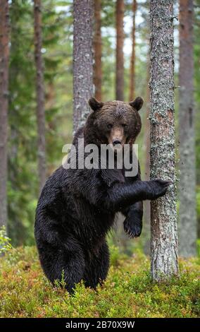 Tiere, Arctos, Bär, Braun, Tier, Wald, Grizzly, Säugetiere, Natur, Raubtiere, Sommer, ursus, Wild, Wild, Wildnis, Tierwelt, Erwachsene, Herbst, Stockfoto