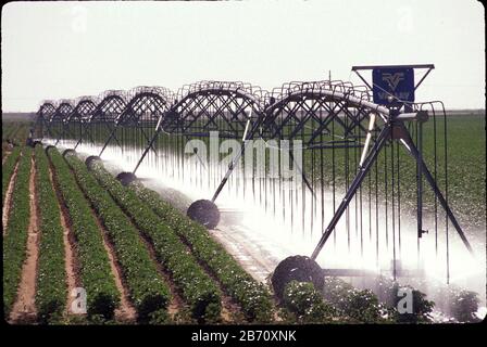 Terry County, Texas USA: Sommer-Bewässerung aus dem Ogallala-Aquifer für die Baumwollzucht im texanischen Panhandle. ©Bob Daemmrich Stockfoto