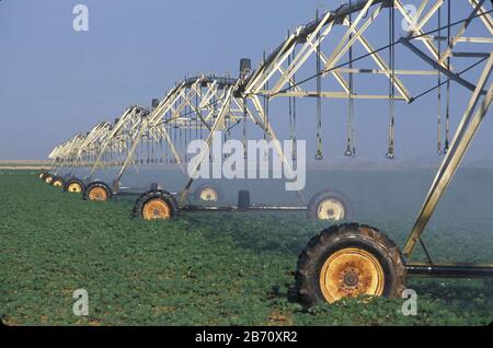 Terry County, Texas USA: Sommer-Bewässerung aus dem Ogallala-Aquifer für die Baumwollzucht im texanischen Panhandle. ©Bob Daemmrich Stockfoto