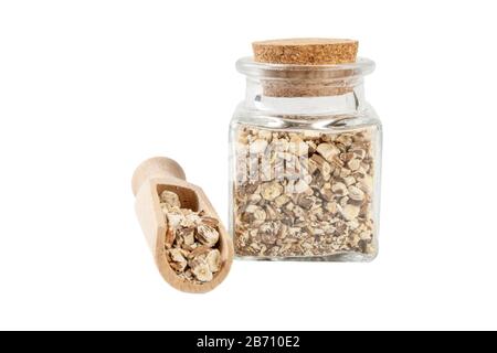 Löwenzahnwurzel oder in lateinischer Taraxaci Radix in einem Glasbecher und Holzschaufel isoliert auf weißem Grund. Heilkräuter. Kräutermedizin. Alte Stockfoto