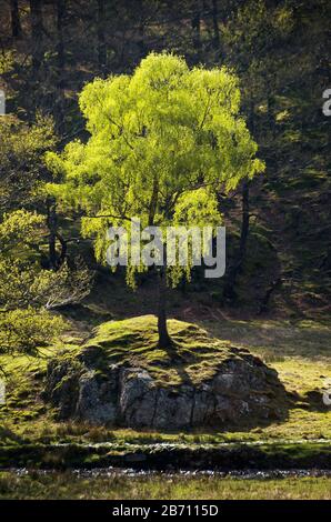 Baum auf Felsen im Peak District Derbyshire. Hinterleuchtung Stockfoto