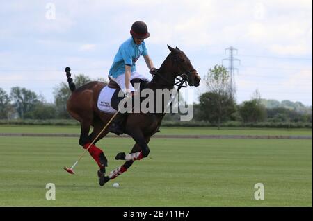 Der Solo-Polospieler erwärmt sich vor dem Turnier im Cambridge County Polo Club, England Stockfoto