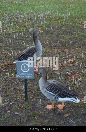 Lustige Gans lesen Halten Sie sich von der Gras Zeichen. Sehr lustig. Stockfoto