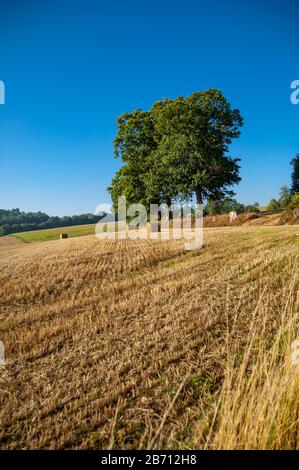 Feld von geerntetem Weizen oder Mais in der Normandie, Frankreich mit Ballen. Stockfoto