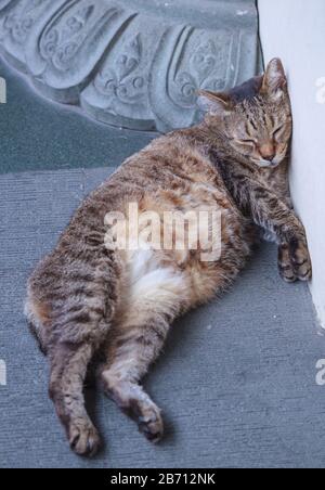 Streunende Mischbrüte schwarz gestreifte Straßenkatze schlafend vor weißer Steinbetonwand unter dem Gebäude schattigen Hintergrund. Street Animal Photo, Homele Stockfoto